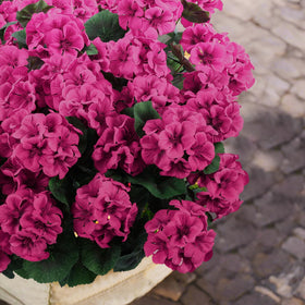 Hananona durable silk stems resist sun exposure while keeping shape.