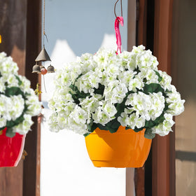 Hananona white geranium heads with enlarged blooms for garden decor.