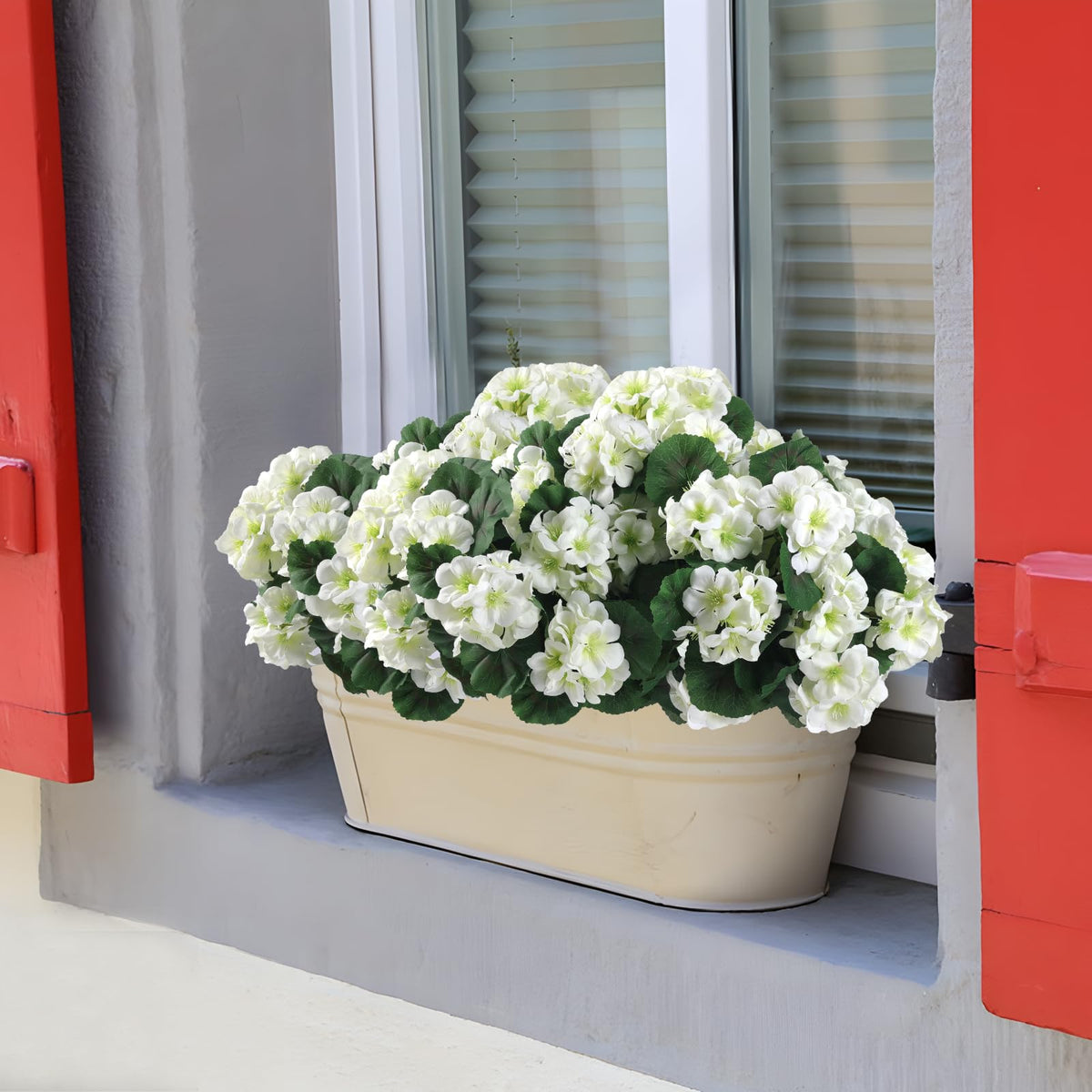 Hananona six-pack geraniums ideal for dining tables and coffee corners.