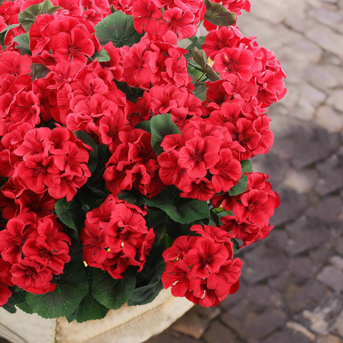 Hananona geraniums as patio ornament with lush color