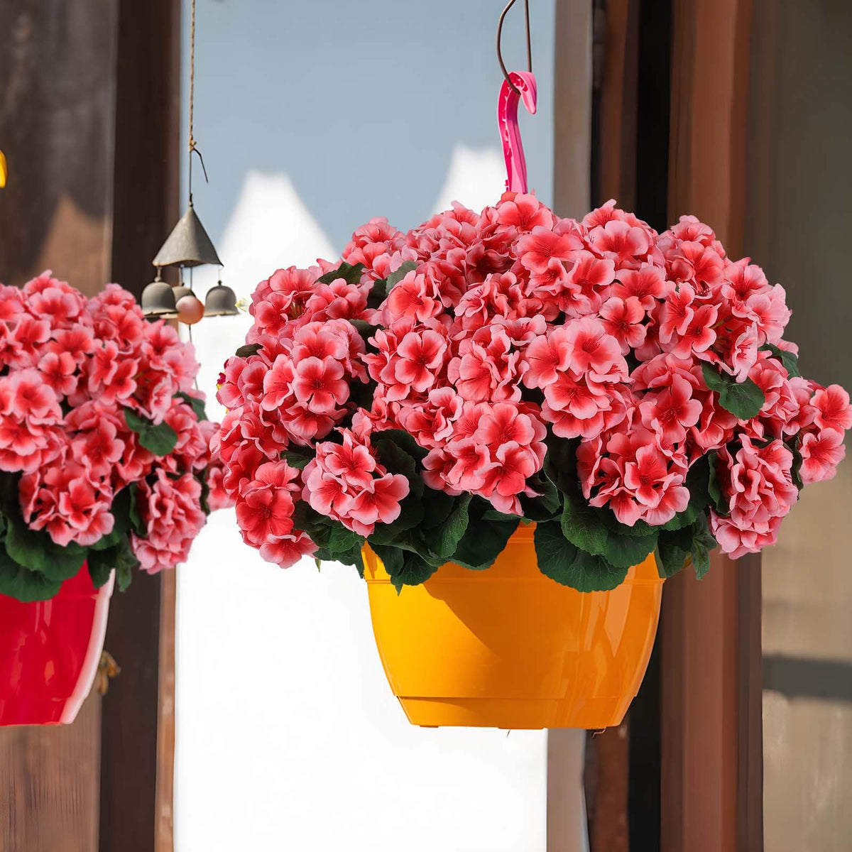Hananona geraniums close-up peach shows vibrant petals and lifelike texture.