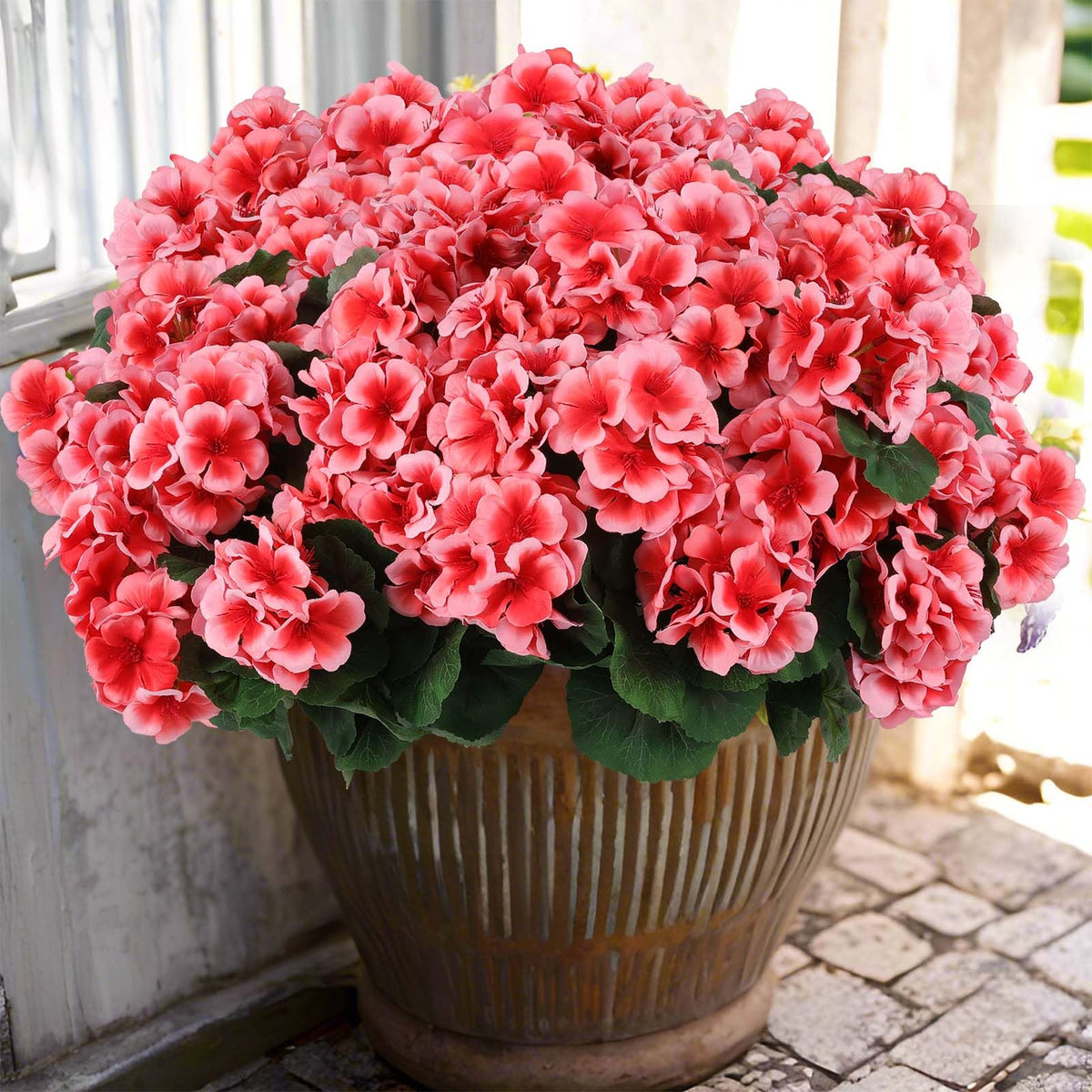Hananona outdoor peach geraniums 6-pack for porch decor with UV resistance.