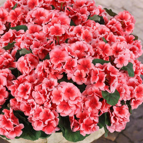 Hananona porch garden decor geraniums brighten outdoor spaces year-round.