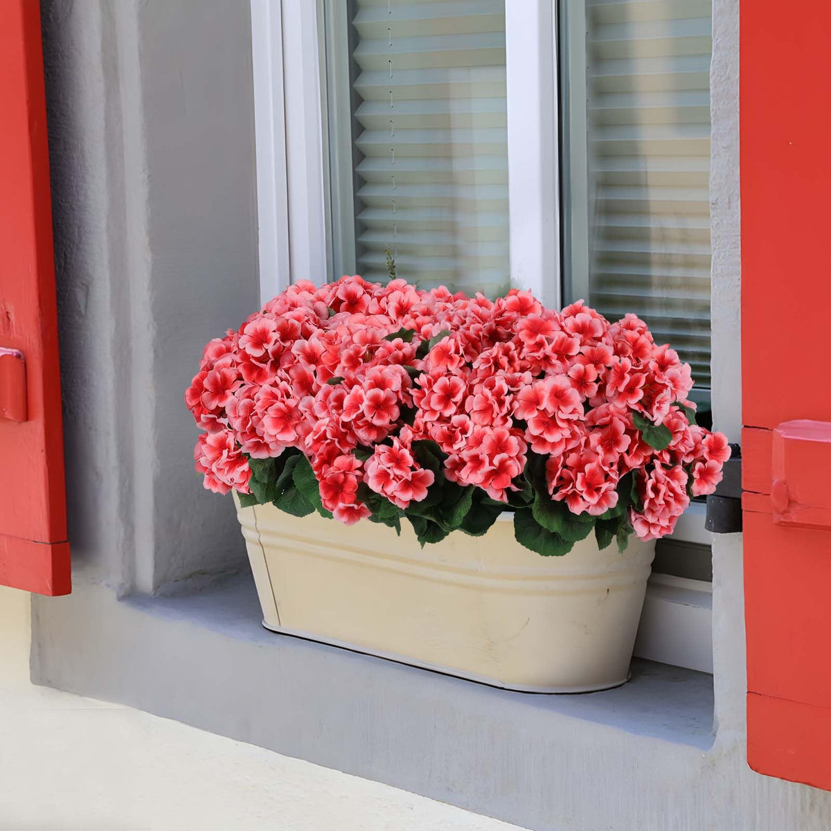 Hananona table centerpiece geraniums create inviting dining room ambience.