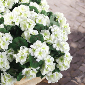 Hananona UV-resistant stems maintain shape in sunny conditions.