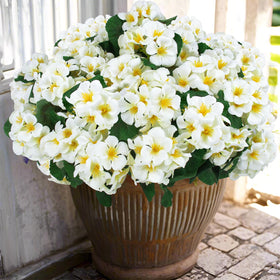Hananona snow-white outdoor geraniums in a bundled arrangement for decor