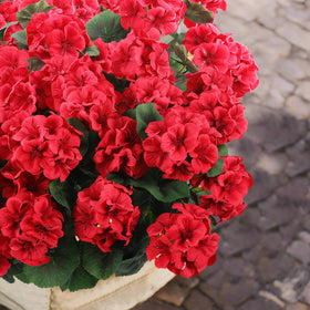 Hananona larger flower heads, seamless integration with existing decor.