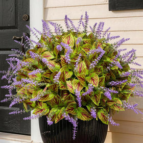 HIFORESTAR coleus bundles with rainbow leaves for outdoor patio decor and vibrant curb appeal.
