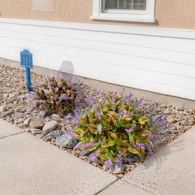 HIFORESTAR front porch display adds vibrant greens with minimal maintenance.