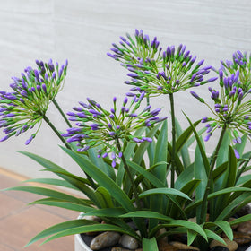 HIFORESTAR large 18.9-inch Agapanthus blooms with lifelike petals and natural appeal.