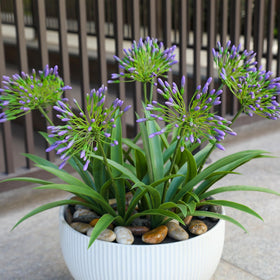HIFORESTAR umbrella-like blooms unfold gracefully for a lifelike garden look.