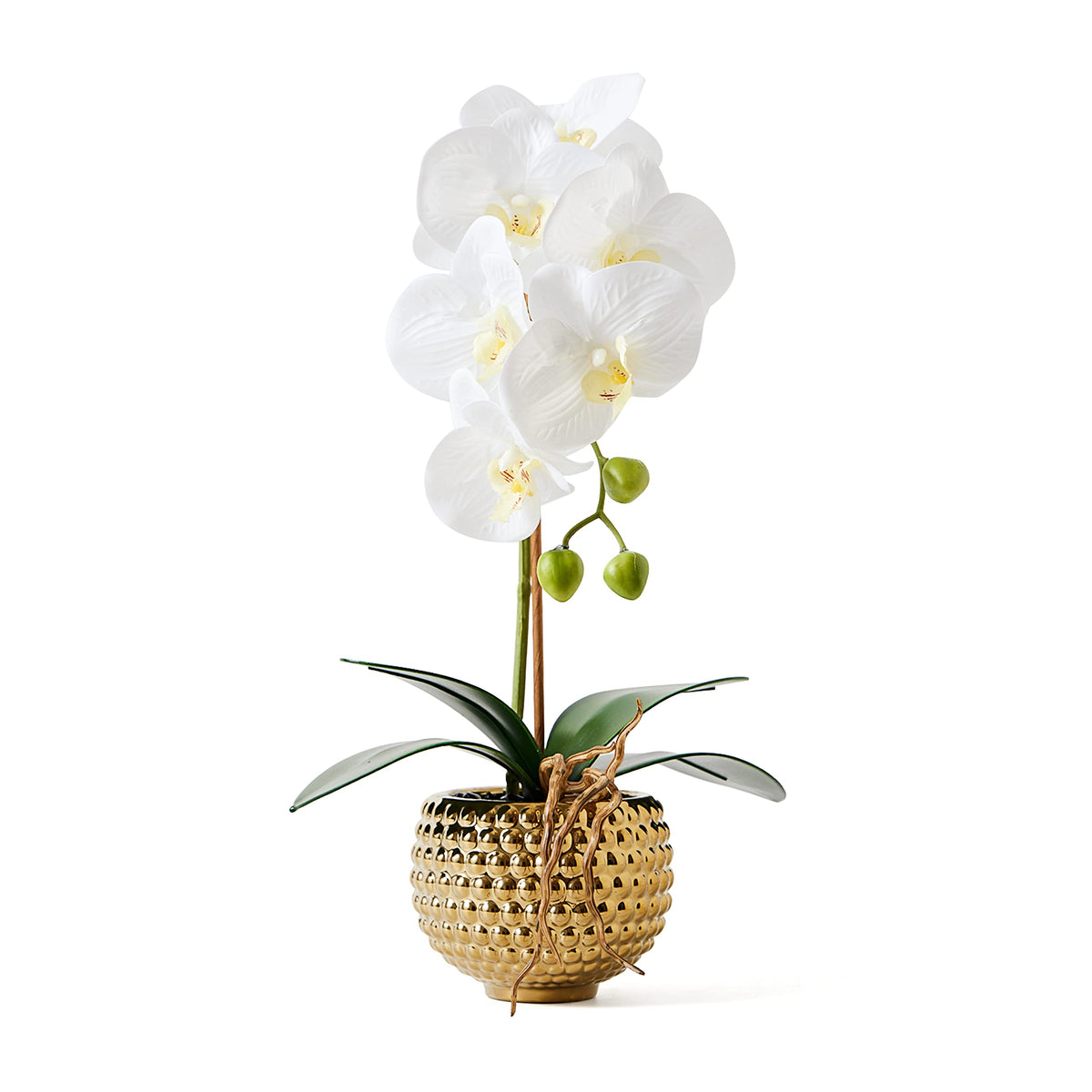 Hisow white orchid in a gold pot, front view; ideal centerpiece.