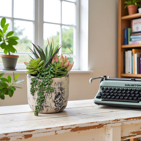 Hisow succulents stay fresh with occasional dust wipe