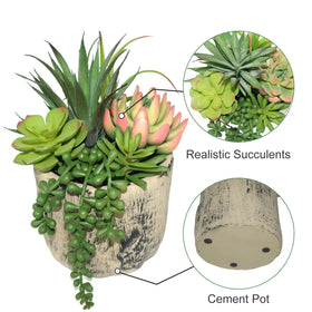 Hisow succulents displayed in living room for elegant decor