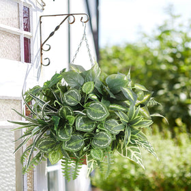 Hobyhoon maintenance-free outdoor plants suitable for planters