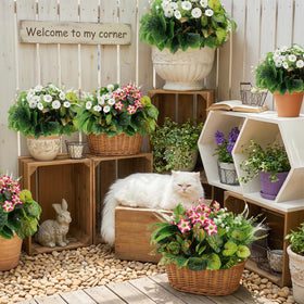 HOHOTIME decorative-grasses provide a fresh, airy backdrop for porches and gardens