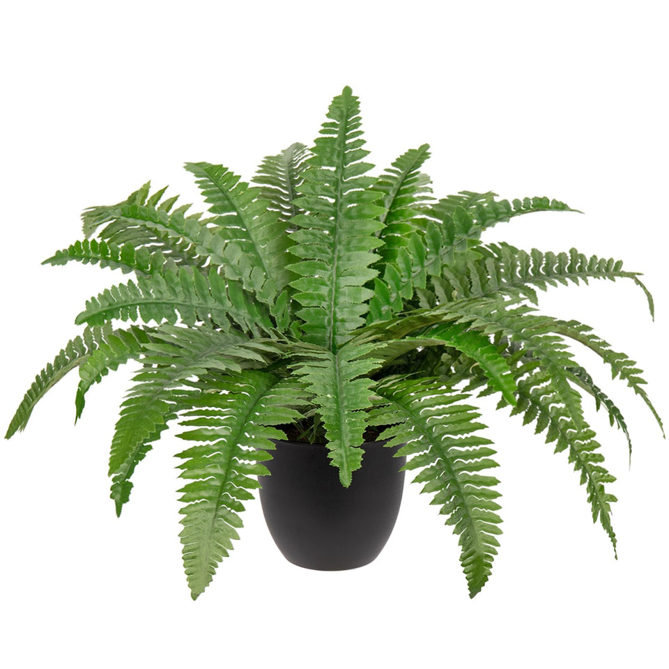 Hollyone Boston fern in-pot, 17.7-inch, ideal for indoor and outdoor decor.