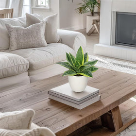 Hollyone low-maintenance plant requires no watering and easy cleaning.