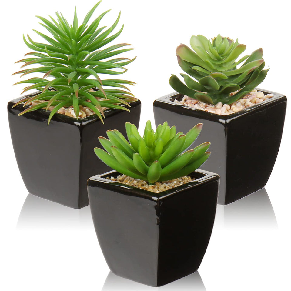 Hollyone small succulents three pieces shown on a desk for stylish office décor.