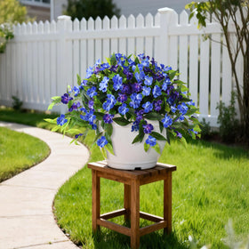 Hommyea impatiens bunch displayed by a front door for welcoming décor
