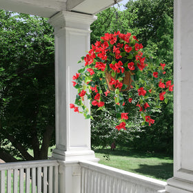 Homsunny bougainvillea hanging flowers red planter ready for indoor or outdoor use