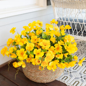 Hoppwodd hibiscus outdoor planter setup showcases effortless exterior styling.