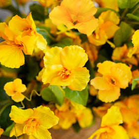 Hoppwodd hibiscus UV-resistant material ensures long-lasting outdoor use.