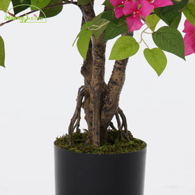 Howngyesimu bougainvillea tree flower close-up highlighting blooms.