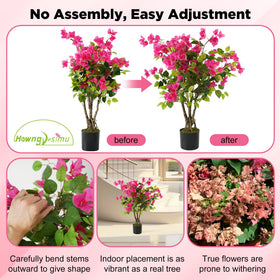 Howngyesimu bougainvillea tree suitable for indoor or outdoor use.
