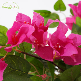 Howngyesimu bougainvillea tree leaves texture close-up shows lifelike detail.