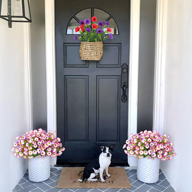 Hrobek morning glory and eucalyptus mix for porch display.