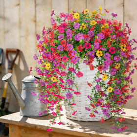 Hrobek maintenance-free flowers stay vibrant through seasons.