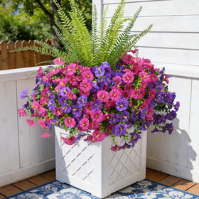 Hrobek outdoor morning glory flowers collection adds vibrant exterior color.