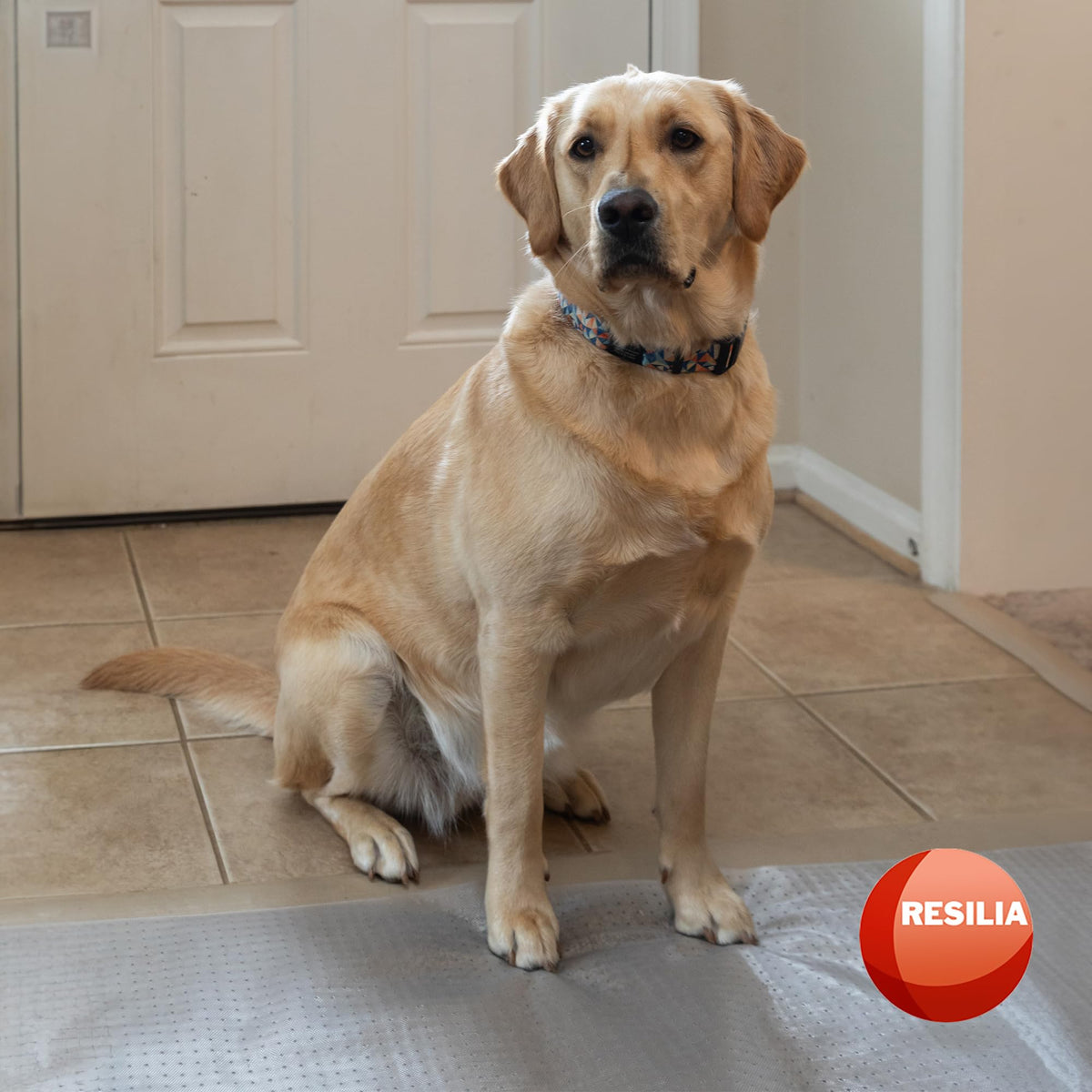 HugsandTails durable vinyl endures daily pet traffic.