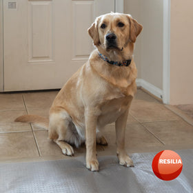 HugsandTails durable vinyl endures daily pet traffic.