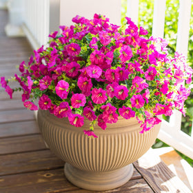 HyeFlora artificial outdoor flowers in fuchsia morning glory bundles for curb appeal.