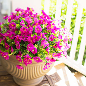 HyeFlora front-door outdoor flowers enhance entrance decor with vibrant color.