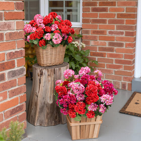 HyeFlora geraniums silk flowers with full bloom for outdoor display.