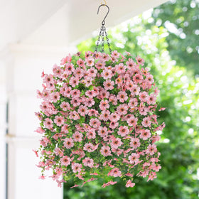 HyeFlora quick 5-minute assembly for instant decorative impact