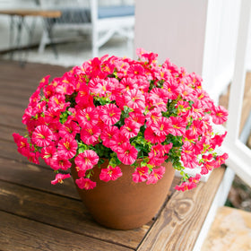 HyeFlora 12-bundle set brings consistent brightness to any outside space