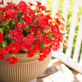 HyeFlora 12-bundle red morning glory with green leaves for outdoor decor