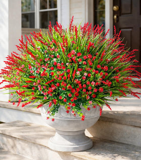 HyeFlora 20 bundles monkey grass close-up for lush outdoor texture