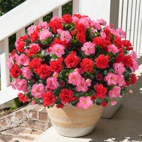 HyeFlora artificial camellia outdoor melon red bundle adds year-round color to porches.