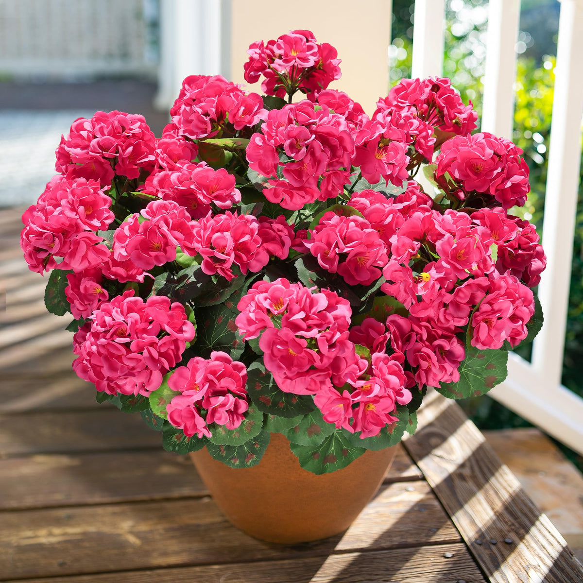 HyeFlora 6-bundle geranium pack ready for porch or garden decoration