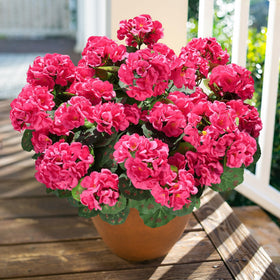 HyeFlora 6-bundle geranium pack ready for porch or garden decoration