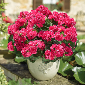 HyeFlora UV-resistant waterproof geraniums keeping color in all weather