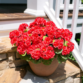 HyeFlora artificial geraniums front door arrangement for welcoming entry