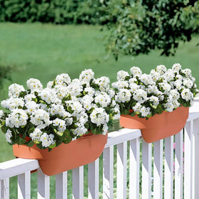 HyeFlora indoor display with white geraniums for a fresh vibe.