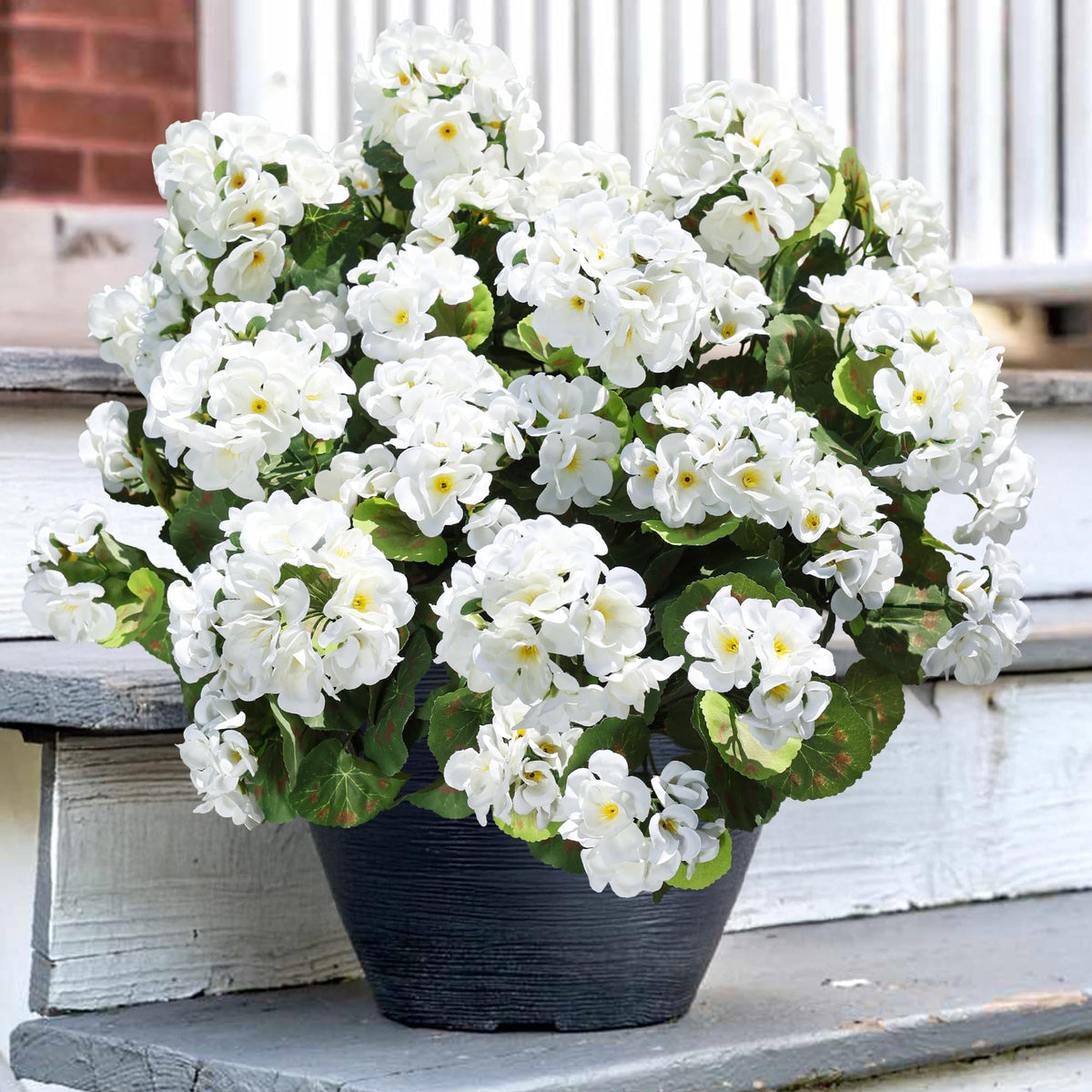 HyeFlora geraniums brighten outdoor porch without watering.