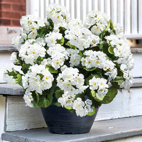 HyeFlora geraniums brighten outdoor porch without watering.